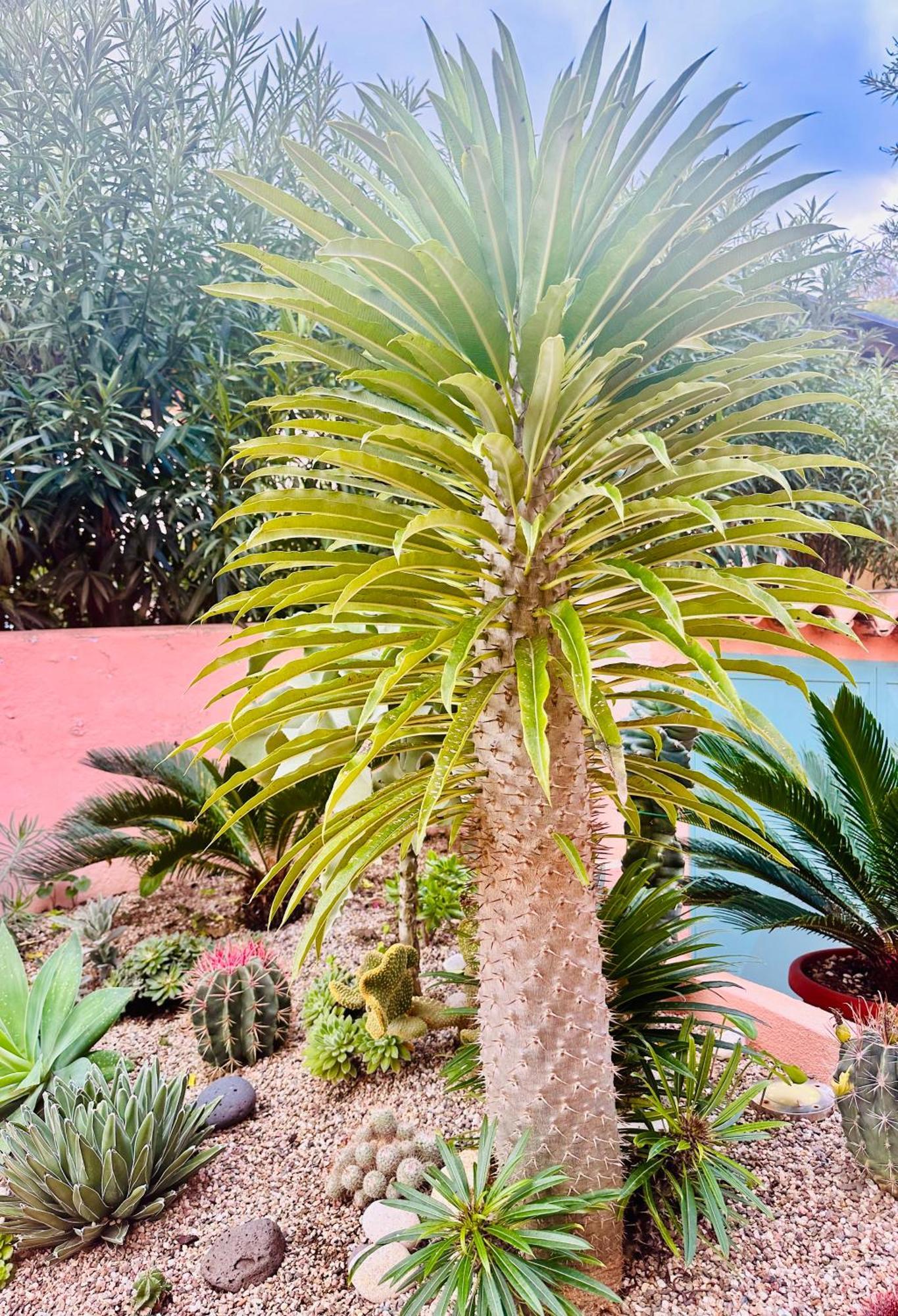 Il Giardino Davanti Al Mare Orosei Esterno foto